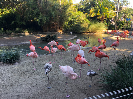 Flamingos Gathered at the Serene Pond in a Lush Sanctuary During a Sunny Afternoonの写真素材