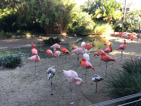 Flamingos Gathered by the Serene Pond in a Lush Tropical Setting During a Sunny Afternoonの写真素材