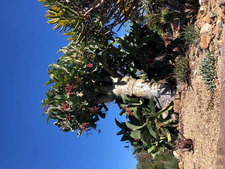 Unique Flowering Tree Stands Tall Under Bright Blue Sky in a Serene Desert Landscapeの写真素材