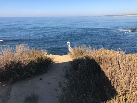 Pelican Perched on a Cliffside Overlooking the Serene Ocean at Sunsetの写真素材