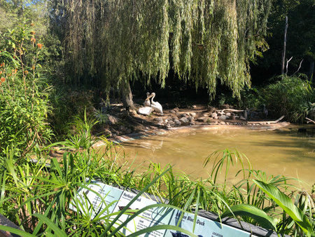 Pelican near the river in the park.の写真素材