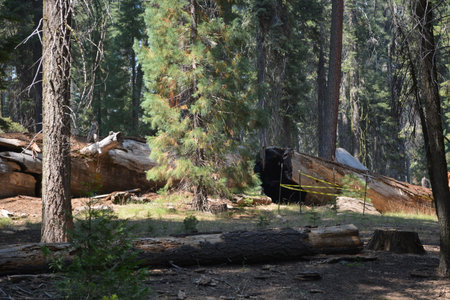 Exploring the Serene Beauty of a Forest With Fallen Trees and Lush Greenery in the Heart of Nature During Daylightの写真素材
