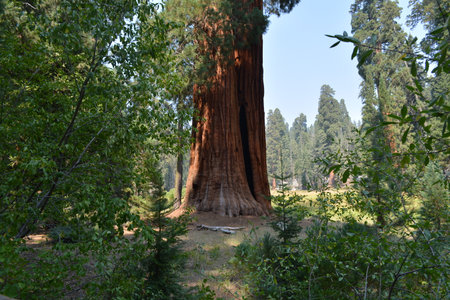 Majestic Giant Sequoia Tree Stands Tall Among Lush Greenery in a Serene Forest Settingの写真素材