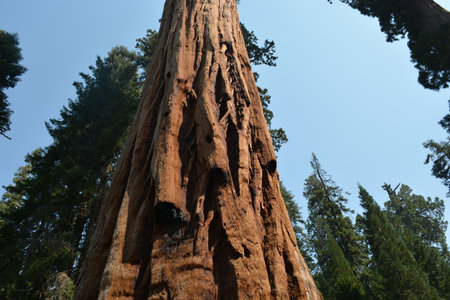 Majestic Giant Sequoia Towering Over Green Forest Under a Clear Blue Sky in the Afternoon Sunshineの写真素材