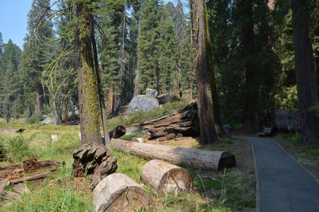 Peaceful Forest Path With Tall Trees, Fallen Logs, and Grassy Clearings During a Sunny Day in the Wildernessの写真素材