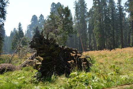 Ancient Fallen Tree Rests Among Tall Evergreens in a Serene Forest Sceneの写真素材