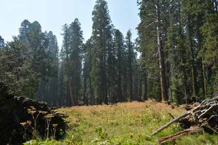Serene Meadow Surrounded by Towering Trees in a Quiet Forest During Midday Sunlightの写真素材