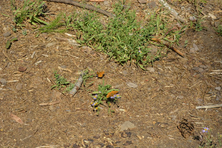 Colorful Butterflies Dance Near Wildflowers on a Warm Sunny Day in a Tranquil Outdoor Settingの写真素材