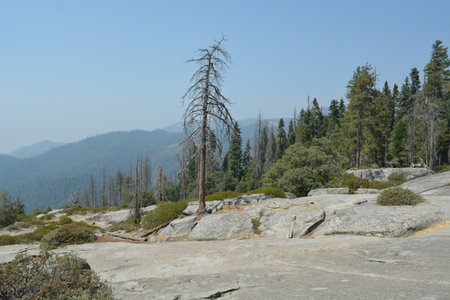 Majestic View of a Serene Valley With a Solitary Tree Under a Clear Blue Skyの写真素材