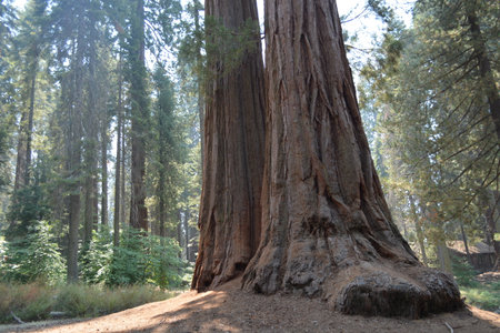 Majestic Giant Sequoia Trees Stand Tall in a Sun-Dappled Forest During a Peaceful Afternoonの写真素材