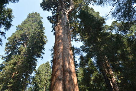 Majestic Giant Sequoia Towering Above the Forest in the Bright Sunlight During an Afternoon Hike in...