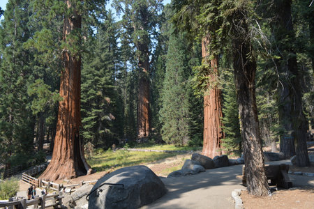 Majestic Giant Sequoias Standing Tall in a Serene Forest Setting at Sequoia National Parkの写真素材