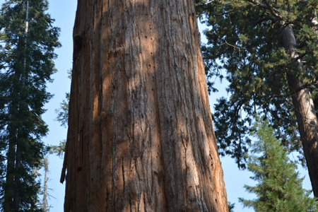 Breathtaking View of a Giant Sequoia Tree Standing Tall in a Serene Forest During a Bright Sunny Dayの写真素材