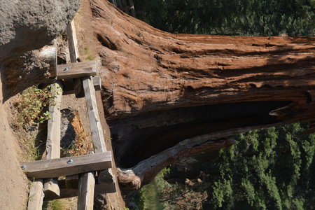 Majestic Giant Sequoia With a Hollow Trunk in a Serene Forest Setting During a Sunny Dayの写真素材