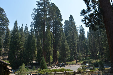 Majestic Sequoia Trees Towering Over the Peaceful Landscape at a National Park in Late Summerの写真素材