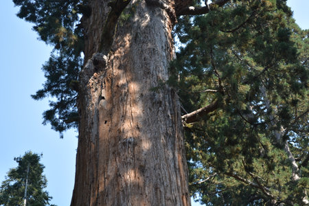 Majestic Ancient Tree Reaching Towards the Clear Blue Sky in Serene Forest Setting During Bright Midday Sunの写真素材