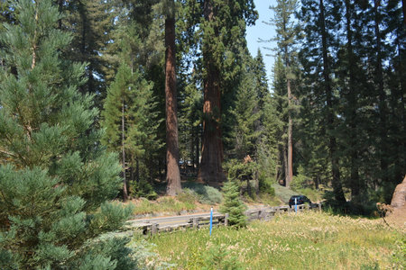 Majestic Giant Sequoias Tower Above a Serene Forest Road in the Heart of Nature's Beautyの写真素材