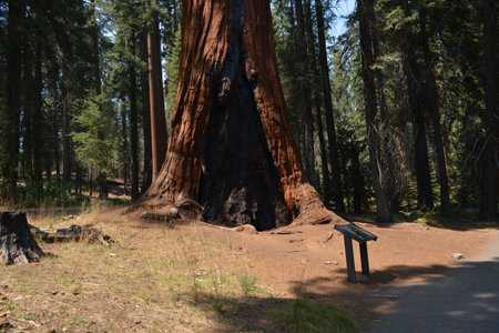 Majestic Sequoia Tree Stands Tall and Proud in a Serene Forest During a Sunny Dayの写真素材
