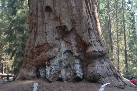 Majestic Sequoia Tree Stands Tall in the Serene Forest, Showcasing Nature's Grandeurの写真素材