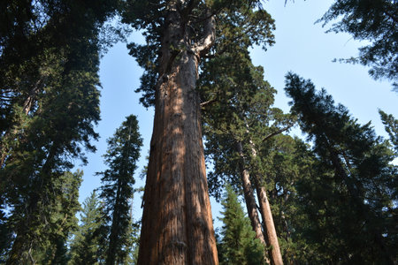 Majestic Sequoia Tree Towers Over the Lush Forest on a Bright Sunny Day in the Wildernessの写真素材