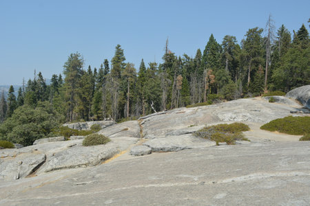 Vast Rocky Terrain Under a Clear Blue Sky With Tall Evergreen Trees at Yosemite National Park on a Sunny Dayの写真素材