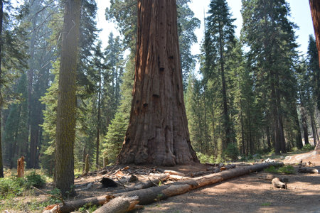 Majestic Giant Sequoia Stands Tall Among Towering Pines in a Serene Forest Setting During Daylightの写真素材