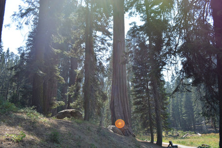 Majestic Sequoia Trees Tower Above Hikers in a Serene Forest Setting During a Sunny Afternoonの写真素材