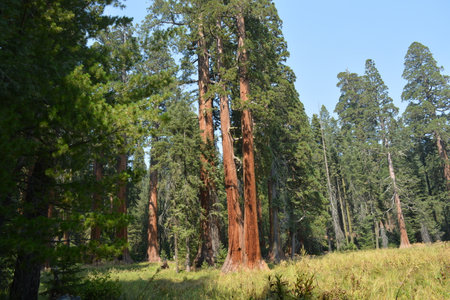 Tall Sequoia Trees Tower Above the Lush Green Landscape on a Sunny Day in a National Parkの写真素材