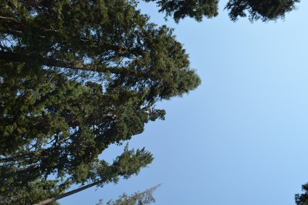 Majestic Tall Trees Reach for the Clear Blue Sky in a Serene Forest Landscape During the Warm Summer Dayの写真素材