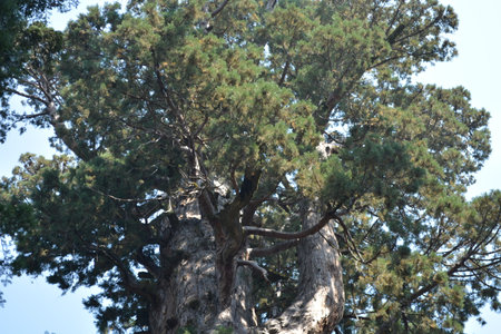 Majestic Ancient Tree Reaching Towards a Clear Blue Sky in a Serene Forestの写真素材