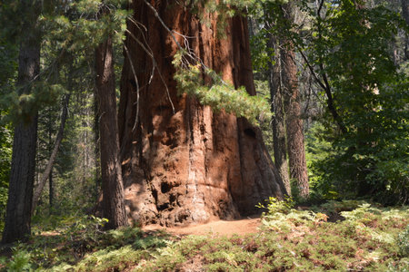 Majestic Giant Sequoia Stands Tall in the Heart of a Lush Forest Under a Clear Blue Skyの写真素材