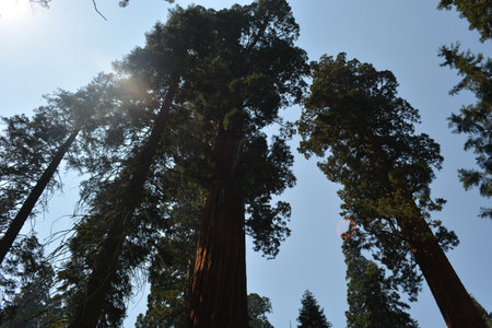 Majestic Giant Sequoias Reaching for the Sky in a Serene Forest at Middayの写真素材
