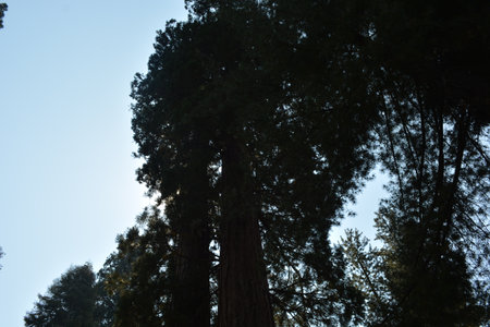 Towering Redwoods Reach for the Sky in a Serene Forest During the Afternoon Lightの写真素材