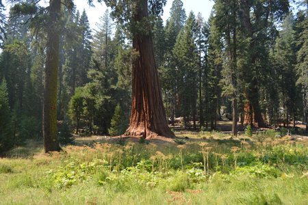 Majestic Giant Sequoia Stands Tall Among Lush Greenery in Serene Forest Settingの写真素材