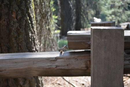 Squirrel Explores Wooden Bench in Serene Forest Setting During Sunny Afternoonの写真素材