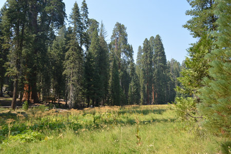 Tall Trees Standing Proud in a Serene Forest Clearing on a Sunny Dayの写真素材