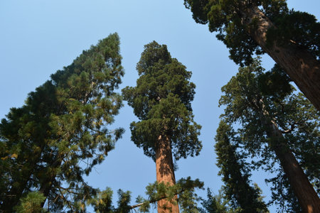 Majestic Sequoia Trees Tower Above Under a Bright Blue Sky in a Serene Forest Settingの写真素材
