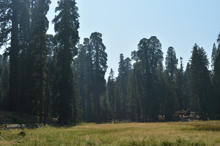 Majestic Tall Trees Stand Proud in a Serene Meadow Under the Clear Blue Sky During a Peaceful Afternoonの写真素材