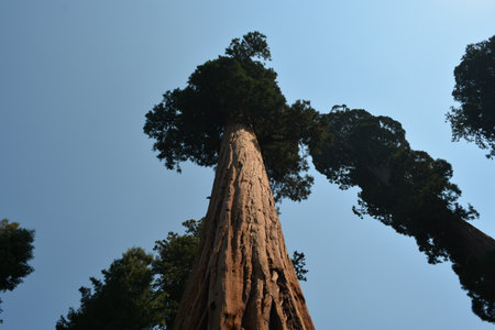 Majestic Giant Sequoia Trees Reaching Towards the Clear Blue Sky in a Serene Forest Settingの写真素材