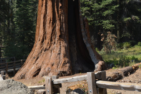 Majestic Giant Sequoia Tree Invites Visitors to Explore Its Grand Hollow at Sequoia National Park in Bright Midday Sunの写真素材