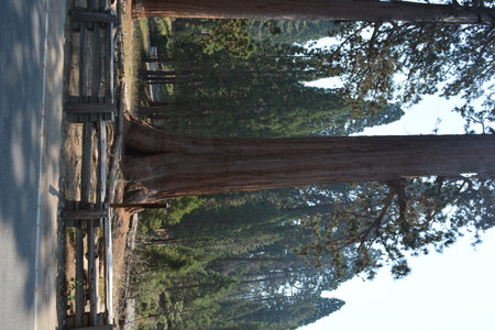 Majestic Sequoia Trees Stand Tall in a Serene Forest Setting During the Bright Afternoon Lightの写真素材