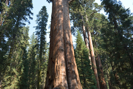 Majestic Giant Sequoia Standing Tall Among Towering Evergreens in a Serene Forestの写真素材