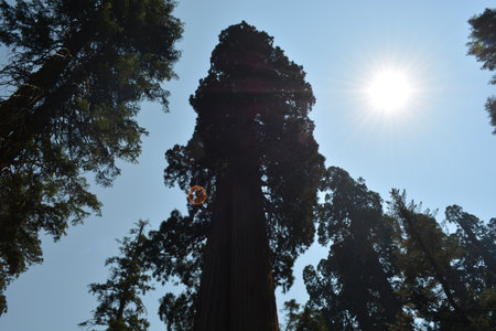 Majestic Sequoia Trees Reaching for the Sky Under a Bright Sun in a Tranquil Forest Settingの写真素材