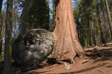 Giant Sequoia Tree Standing Tall Beside a Massive Boulder in a Peaceful Forest Settingの写真素材