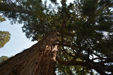Majestic View of Towering Trees Reaching Toward a Clear Blue Sky in a Peaceful Forestの写真素材