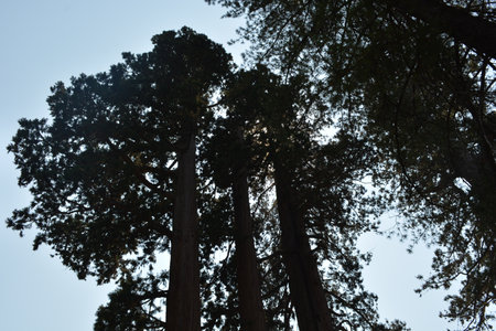 Majestic Redwood Trees Reach for the Sky in a Serene Forest Setting Under Bright Daylightの写真素材