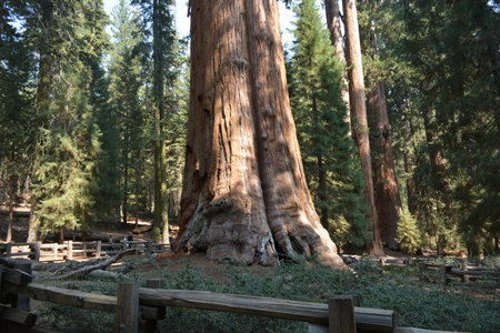 Majestic Sequoia Tree Stands Tall in a Tranquil Forest Setting Capturing Nature's Grandeur at Middayの写真素材