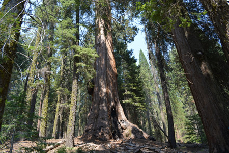 Majestic Giant Sequoia Standing Tall in a Serene Forest on a Sunny Day With Scattered Trees Aroundの写真素材