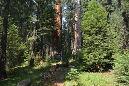 Giant Sequoias in Sequoia National Park, Californiaの写真素材