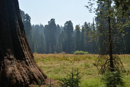 Sequoia National Park in California, USA. Sequoia is one of the largest sequoias in the world.の写真素材